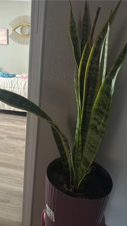 https://user-images.myplantin.com/prod/comments/1214b385-0e94-428f-b591-c88128405698.jpg