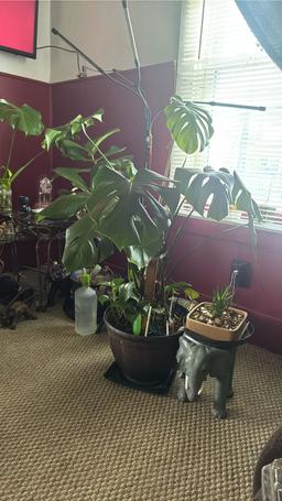 https://user-images.myplantin.com/prod/comments/345a387d-7080-45d2-9673-ad6e379d04ac.jpg