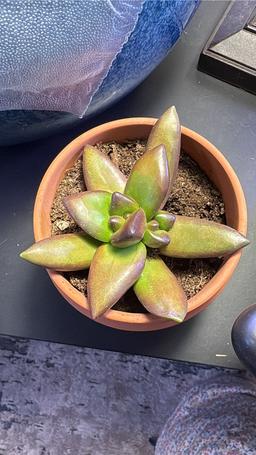https://user-images.myplantin.com/prod/comments/433f6fe4-3160-4b32-b16d-faa5a5936768.jpg