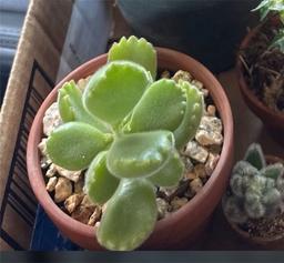 https://user-images.myplantin.com/prod/comments/4e8cbd02-07ce-44cd-a953-fb16fbf0a0f9.jpg