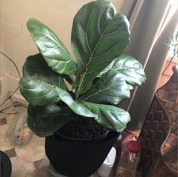 https://user-images.myplantin.com/prod/comments/681aea98-56fc-463b-b187-37a430ceadd0.jpg