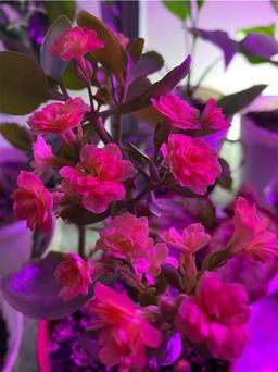 https://user-images.myplantin.com/prod/comments/6bb4d4a7-4b85-465f-b218-98c5c101480c.jpg