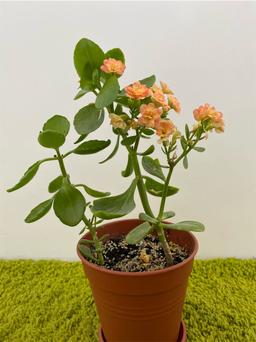 https://user-images.myplantin.com/prod/comments/7bdb26de-7219-4b7e-acf3-875c783b35bf.jpg
