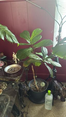 https://user-images.myplantin.com/prod/comments/7c2151dd-4a01-45f3-bfe8-fcdae0ce6cce.jpg