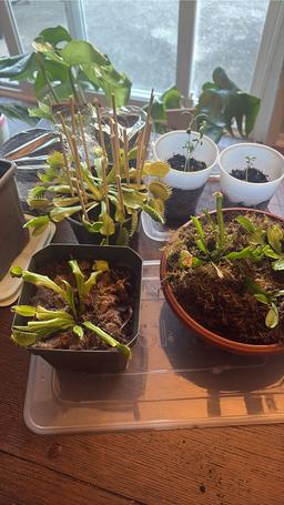 https://user-images.myplantin.com/prod/comments/950b0e9d-40bd-42c1-9c25-572f3099784b.jpg