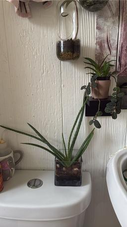https://user-images.myplantin.com/prod/comments/cfa1dff9-a3bc-4eef-b90f-071bc772a67d.jpg