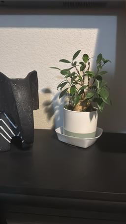 https://user-images.myplantin.com/prod/comments/f721cefe-6209-4c48-8bfb-4203101d0c81.jpg