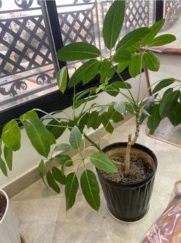 https://user-images.myplantin.com/prod/comments/f93a7a9e-a80b-476c-aac9-281f71096a6e.jpg