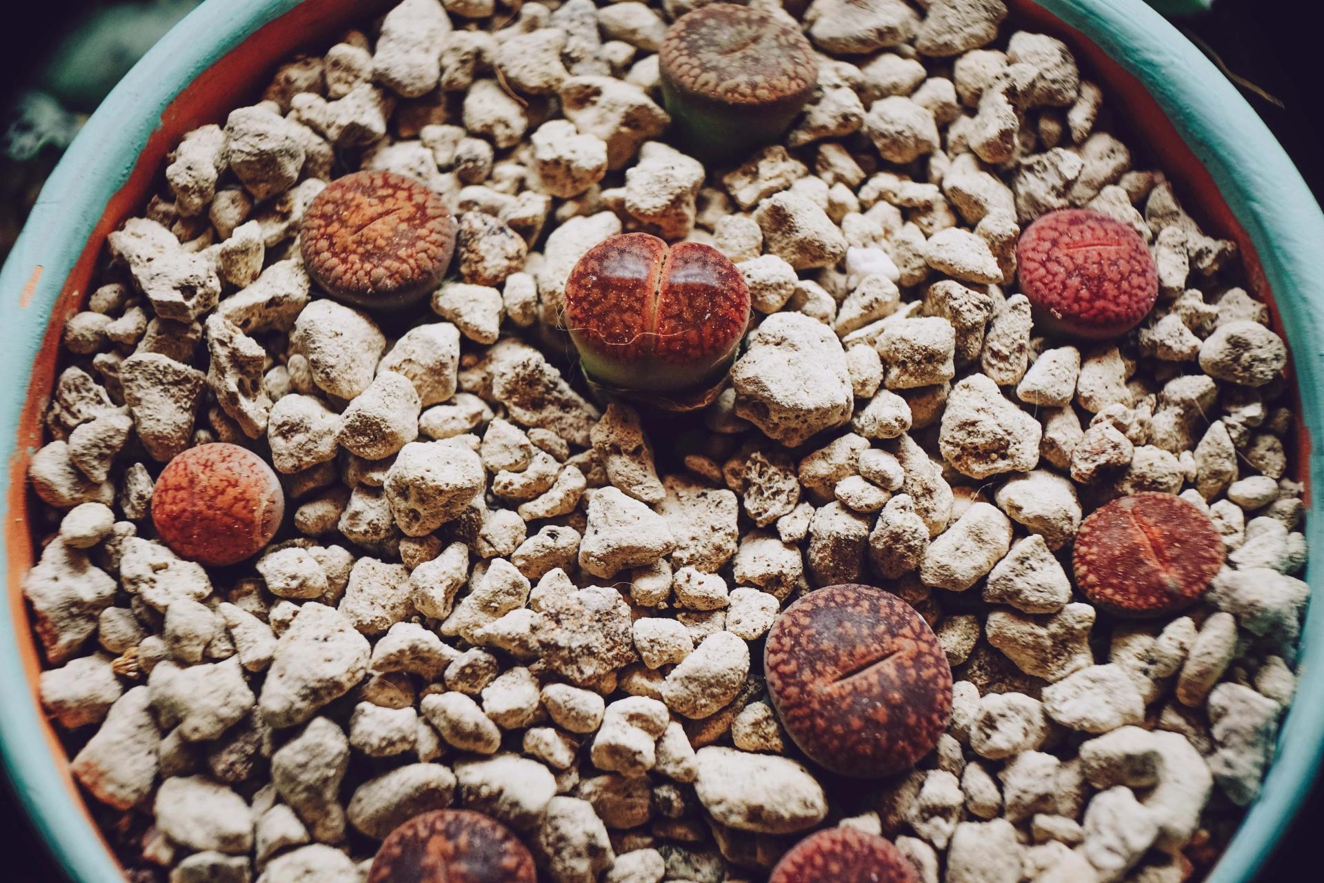 Really Rude Looking Rocks Full List of Most Rude Looking Plants (Flowers, Cactuses & Succulents)