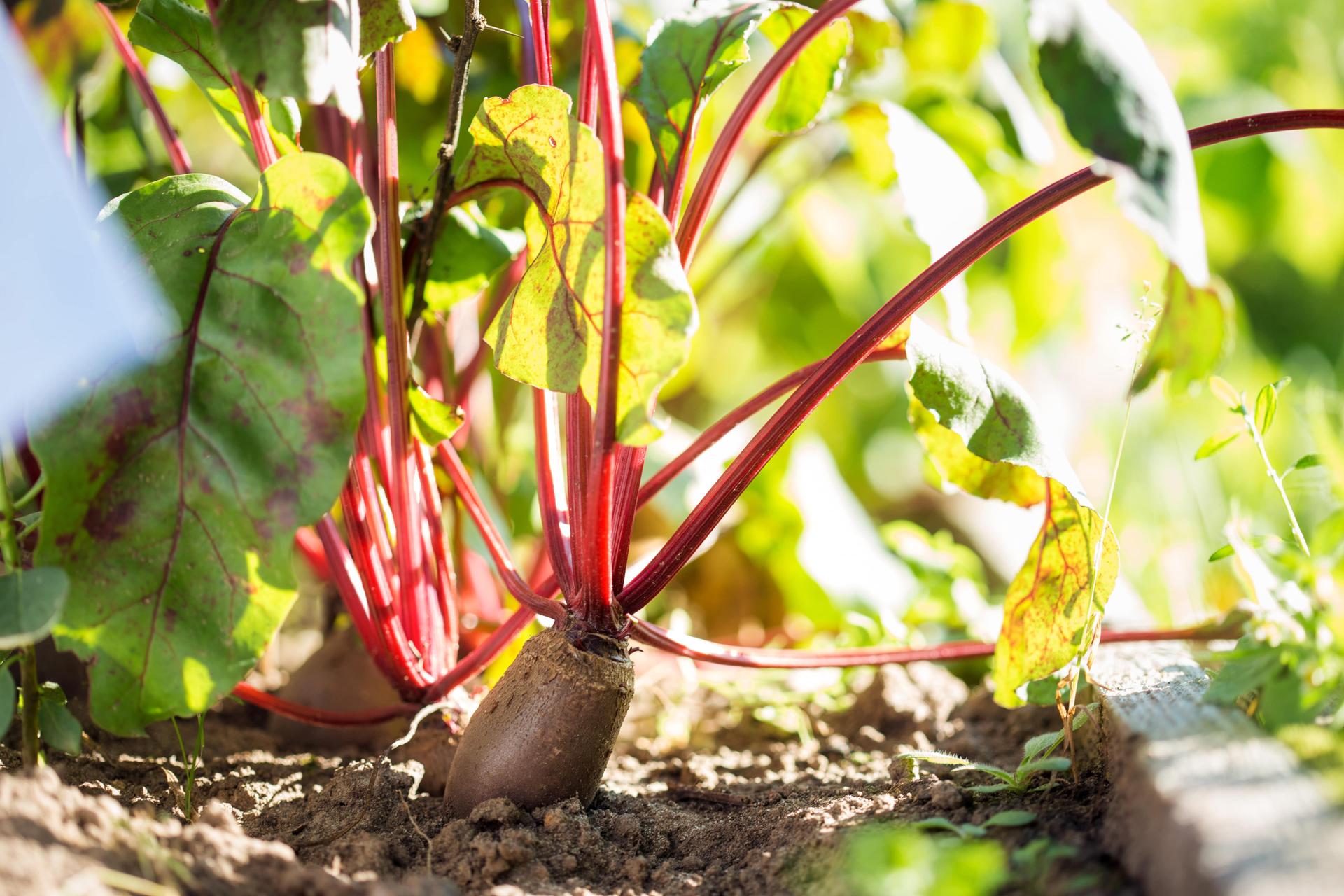 Full Guide on Sweet Potato Companion Plants