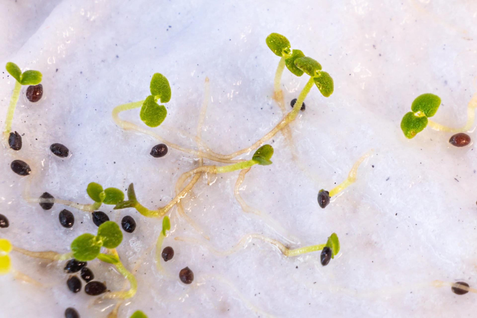 Spring Seeds Sprouting How to Germinate Seeds Quickly: Tips to Start Seedling Sprouting Faster