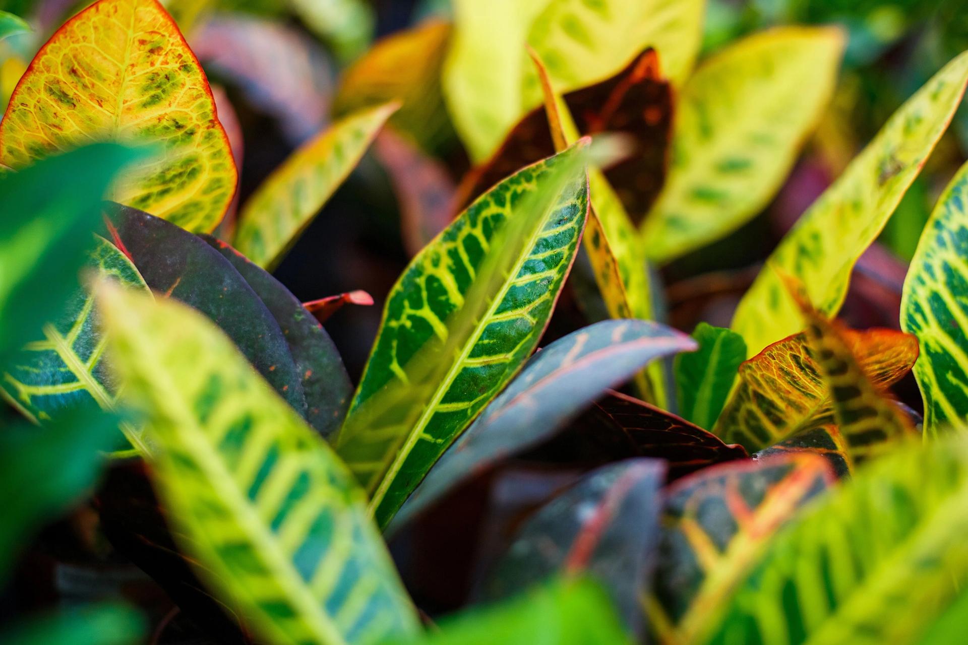 How to Induce Variegation in Plants (Full Variegated Houseplants Guide)