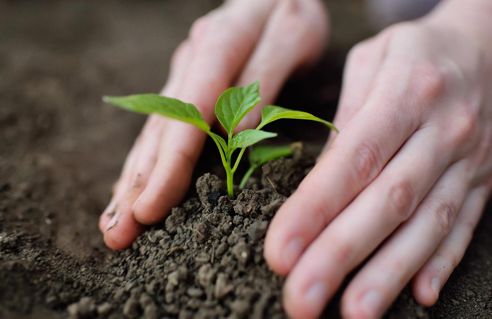 Fertile Soil vs Productive Soil What Makes Soil Fertile? Fertile Soil vs Productive Soil What Makes Soil Fertile?