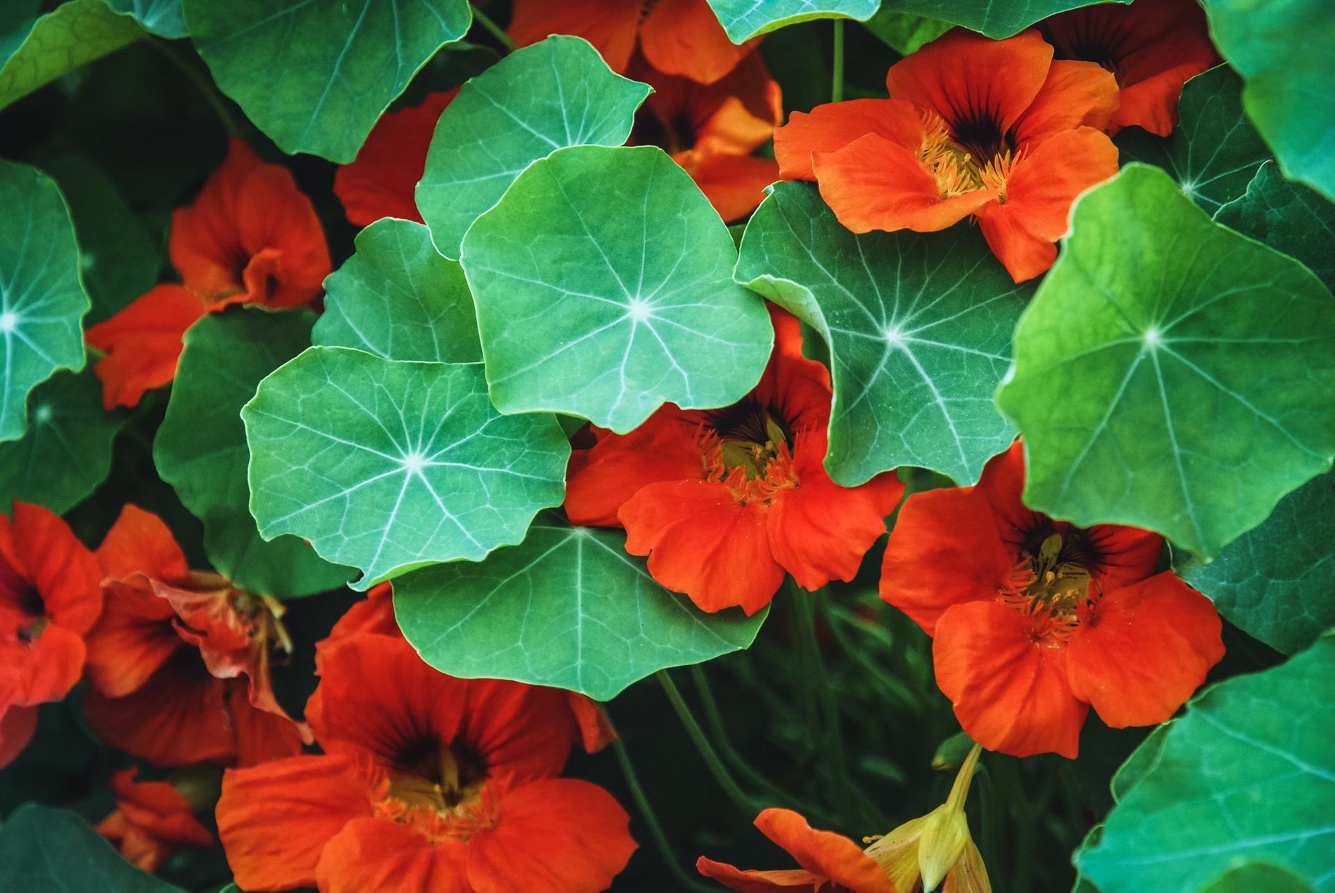 Full Guide on Sweet Potato Companion Plants