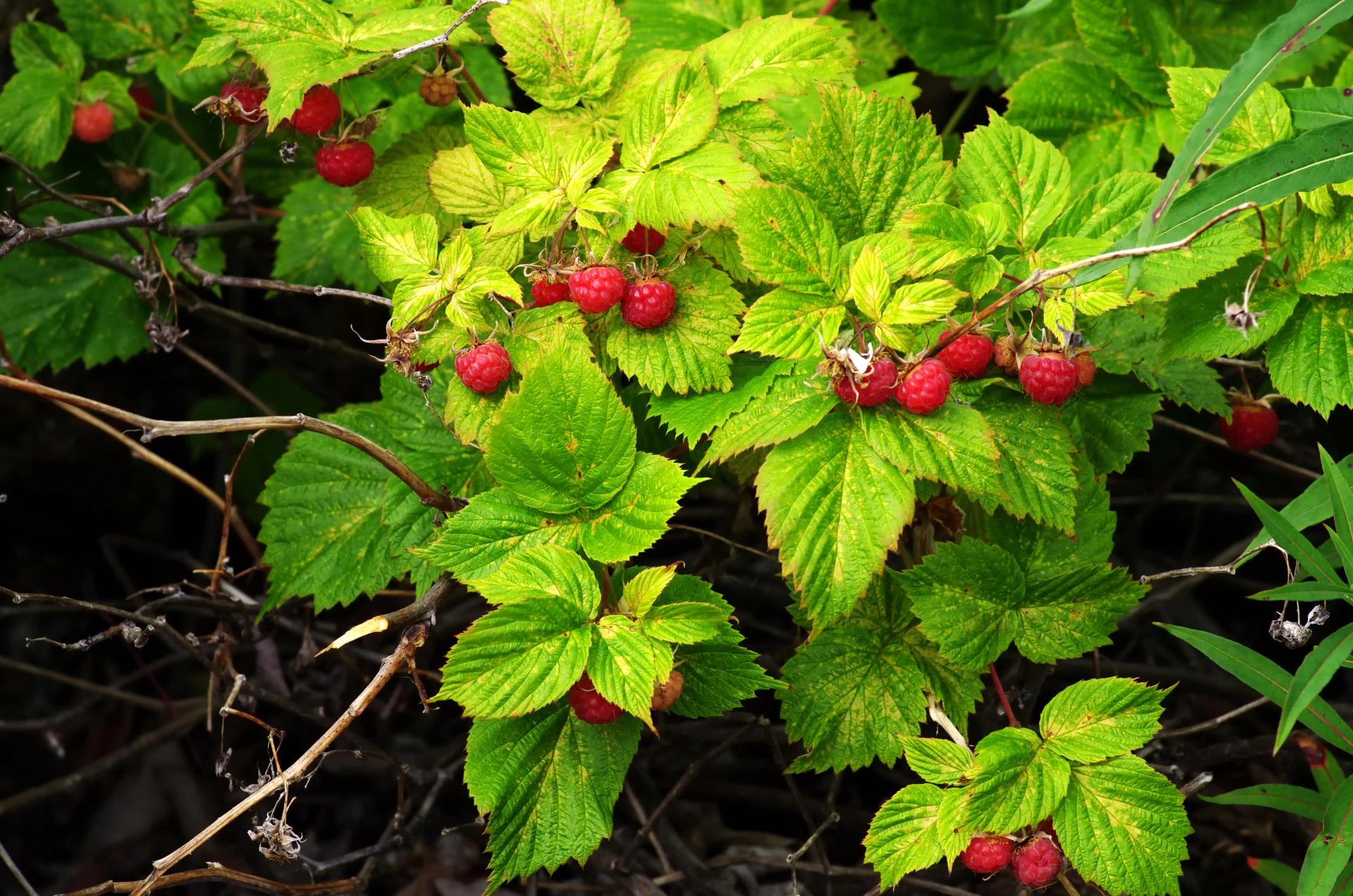 How to Grow Raspberries From Seed - Full Raspberry Seeds Growing Guides