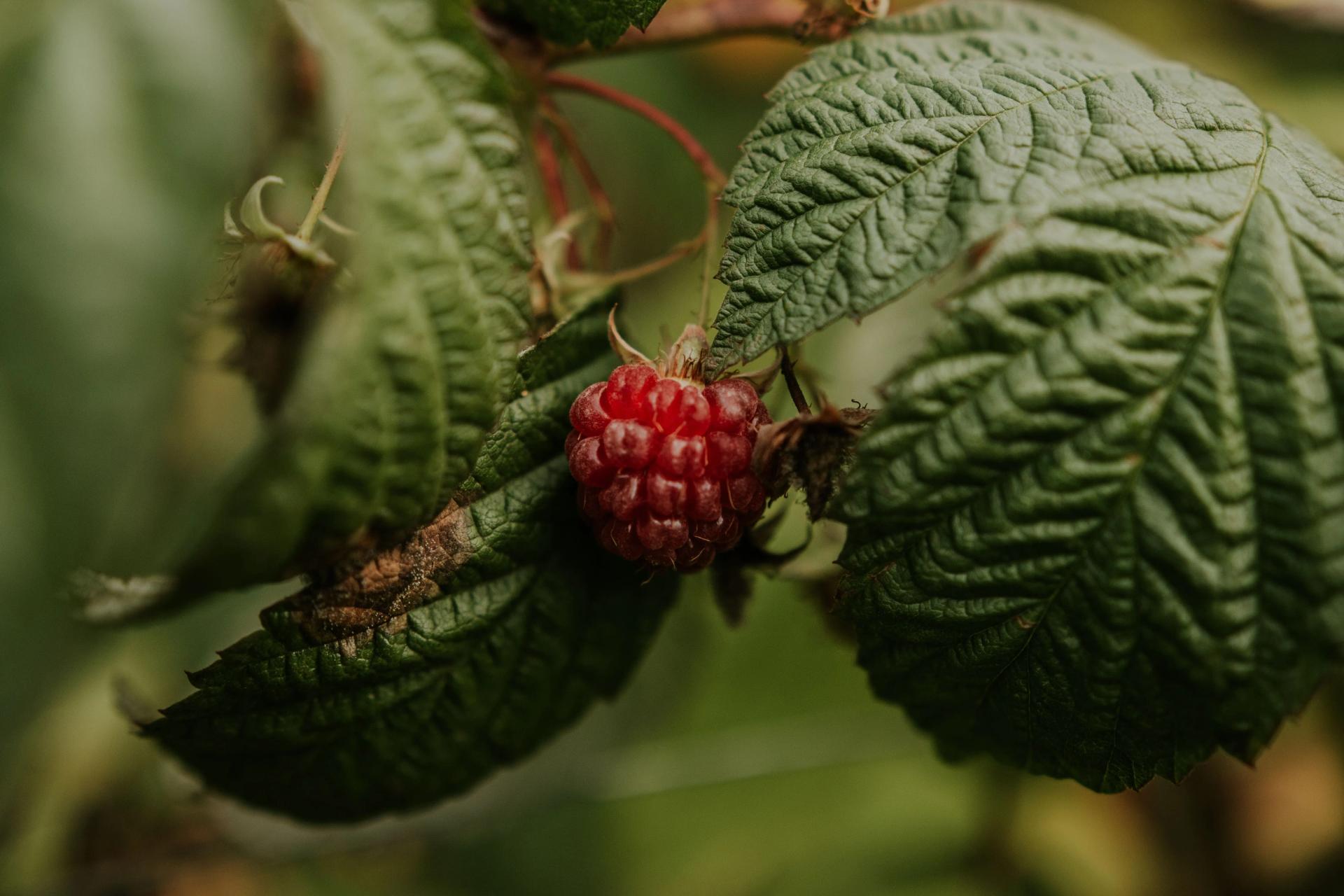 How to Grow Raspberries From Seed - Full Raspberry Seeds Growing Guides