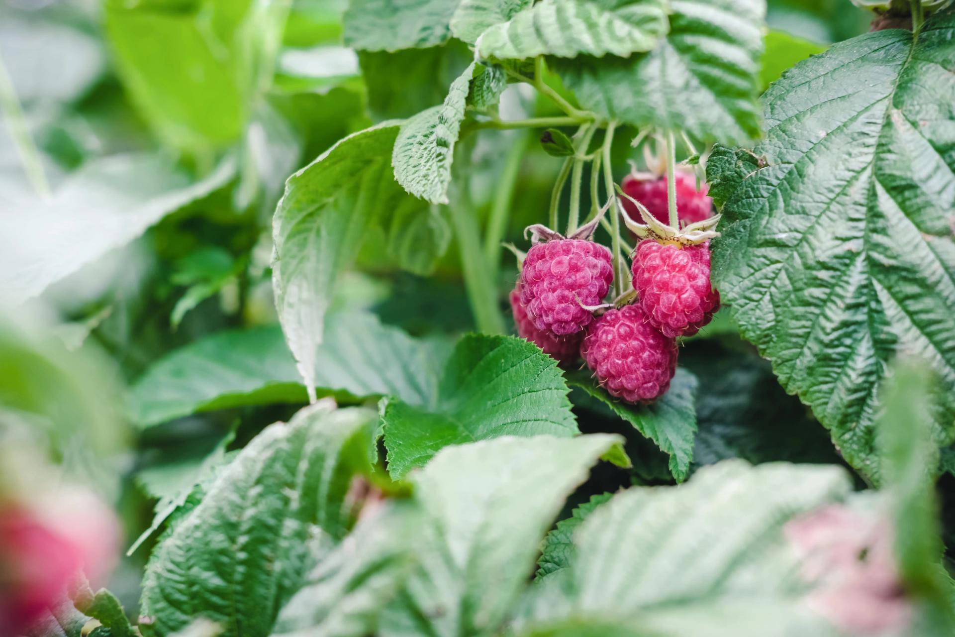 How to Grow Raspberries From Seed - Full Raspberry Seeds Growing Guides