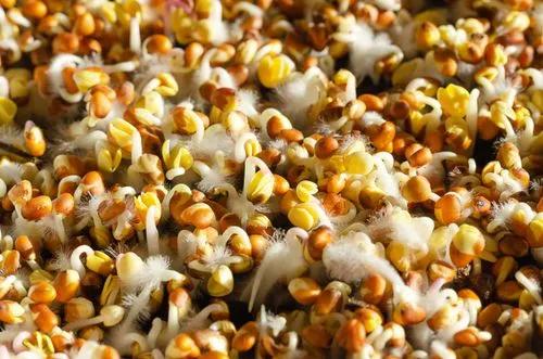 How to Grow Raspberries From Seed - Full Raspberry Seeds Growing Guides