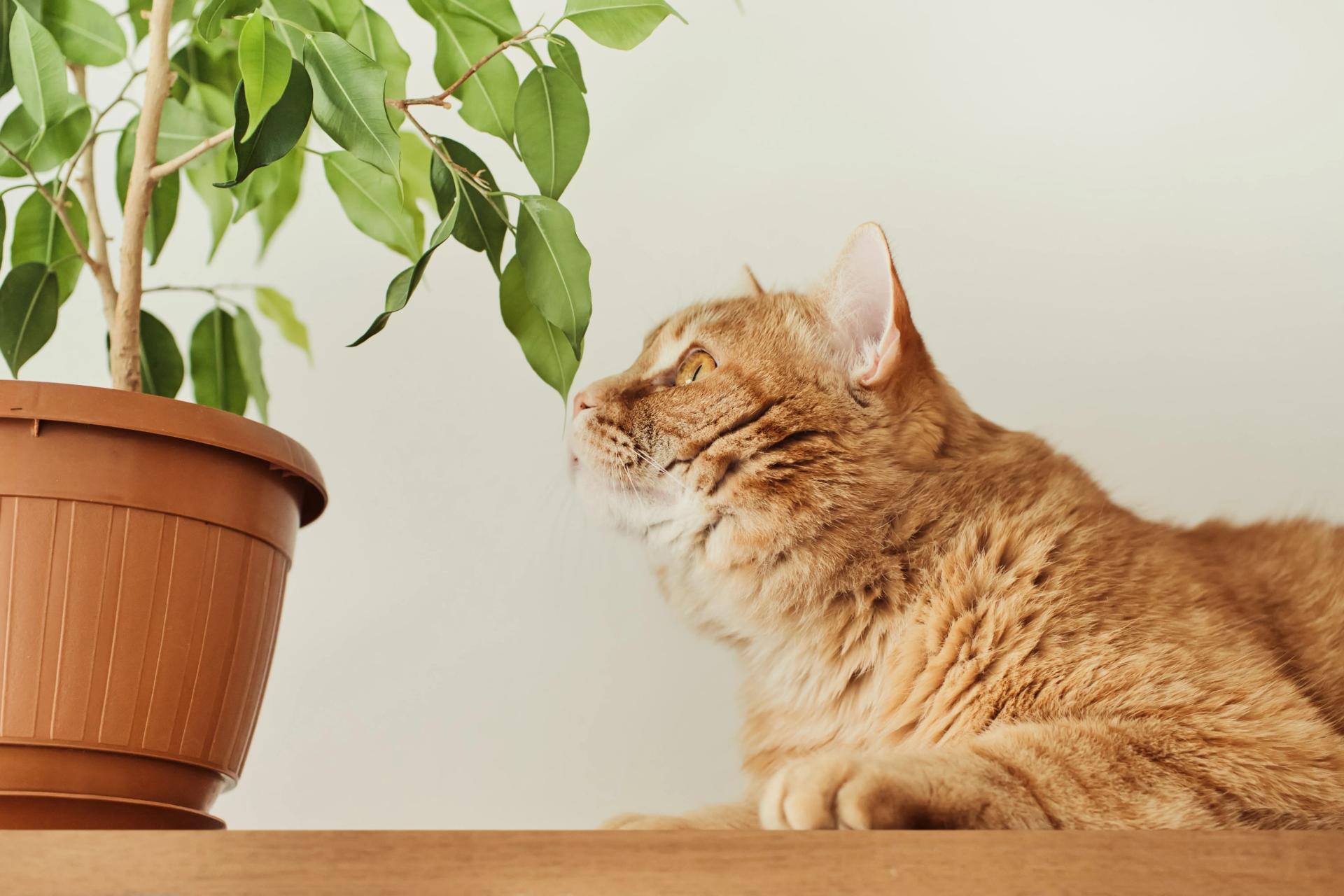 Cat deterrent top spray for plants