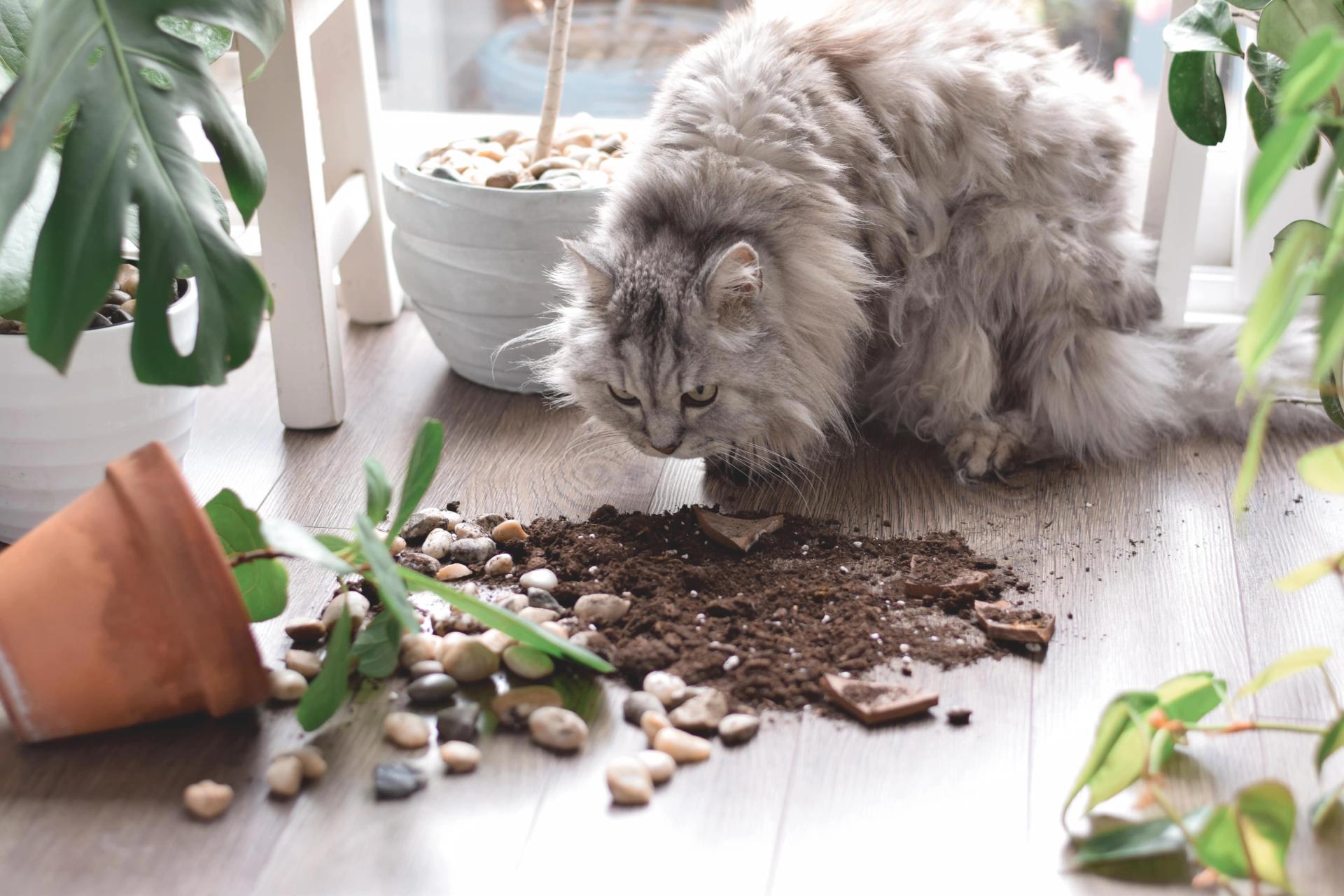 Cat top pellets garden