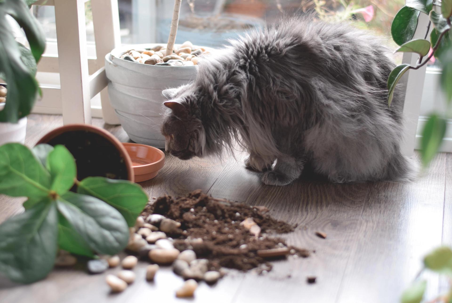 How do i stop my cat from eating plants online