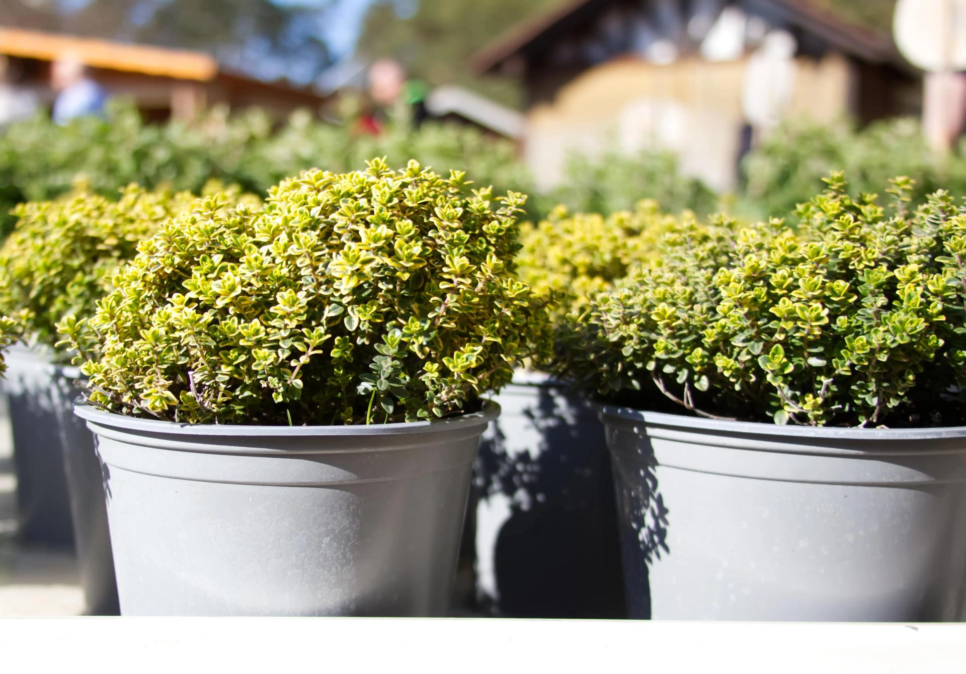 Cat repellent plants deals