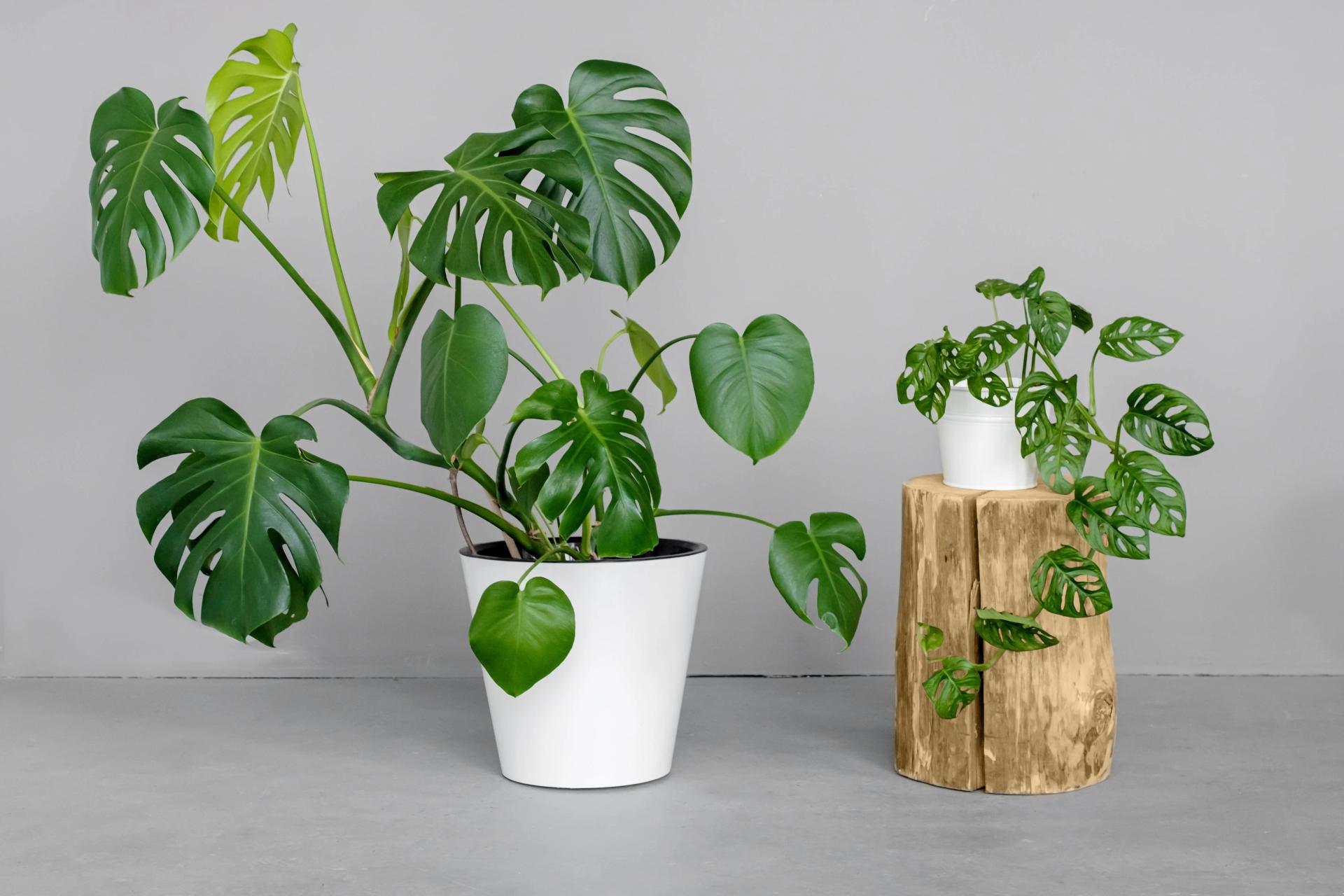 Is monstera hot sale poisonous to dogs