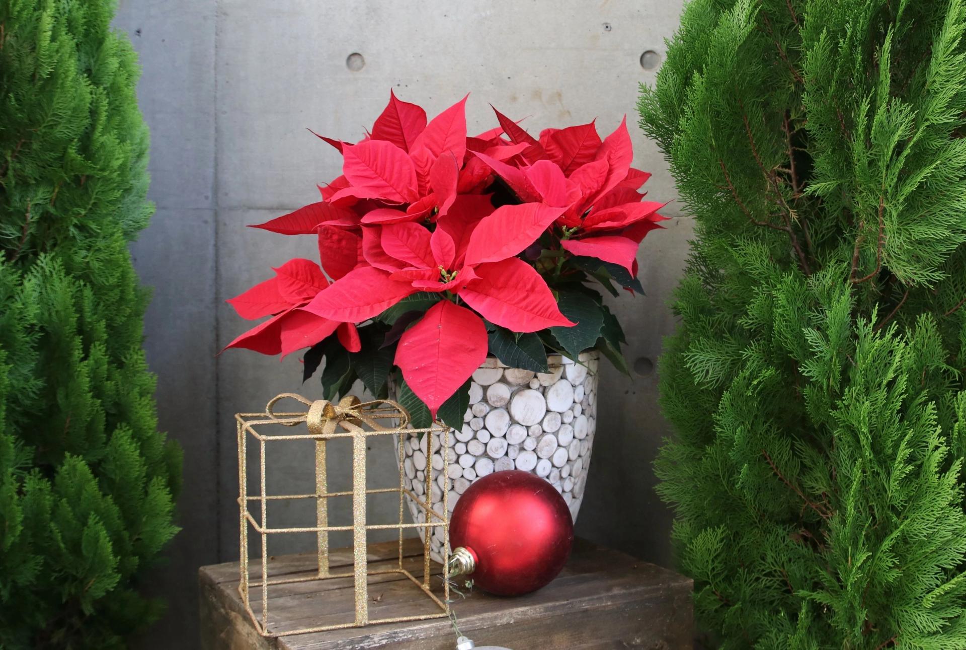 What to do with a poinsettia plant after christmas deals