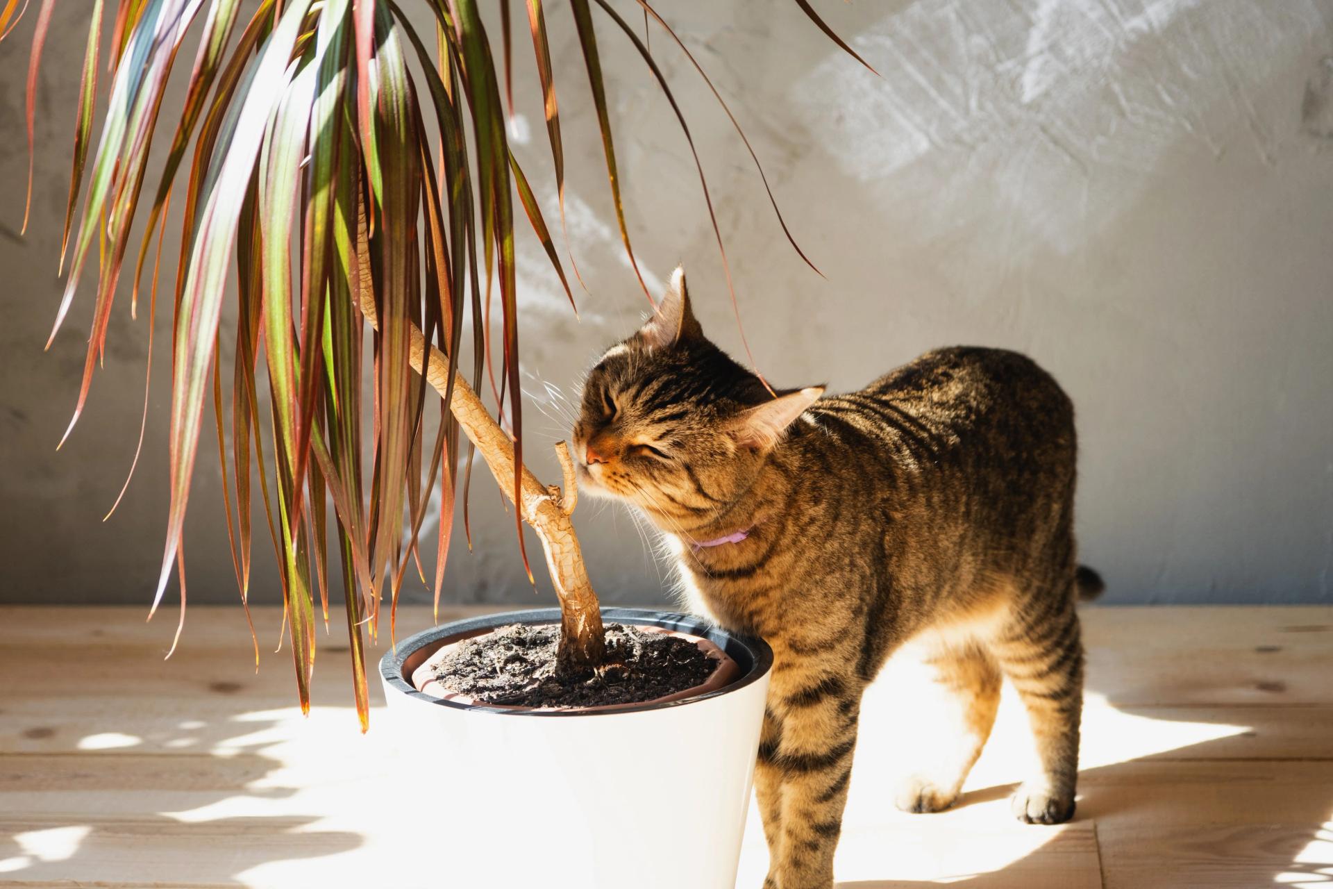 Home remedies to keep cats away online