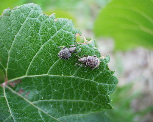 Weevils