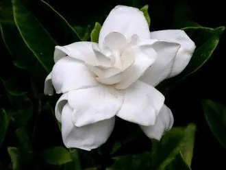 Gardenia Aqualla