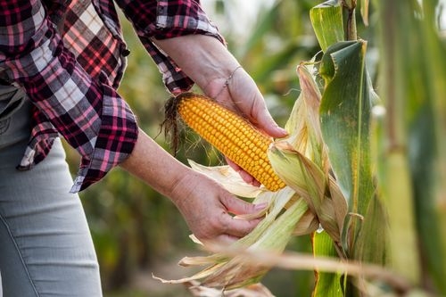 Full Guide on Corn Companion Plants