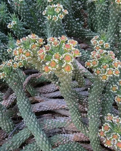 Euphorbia Caput Medusa
