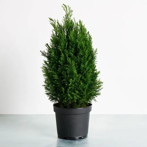European Cypress (mini)