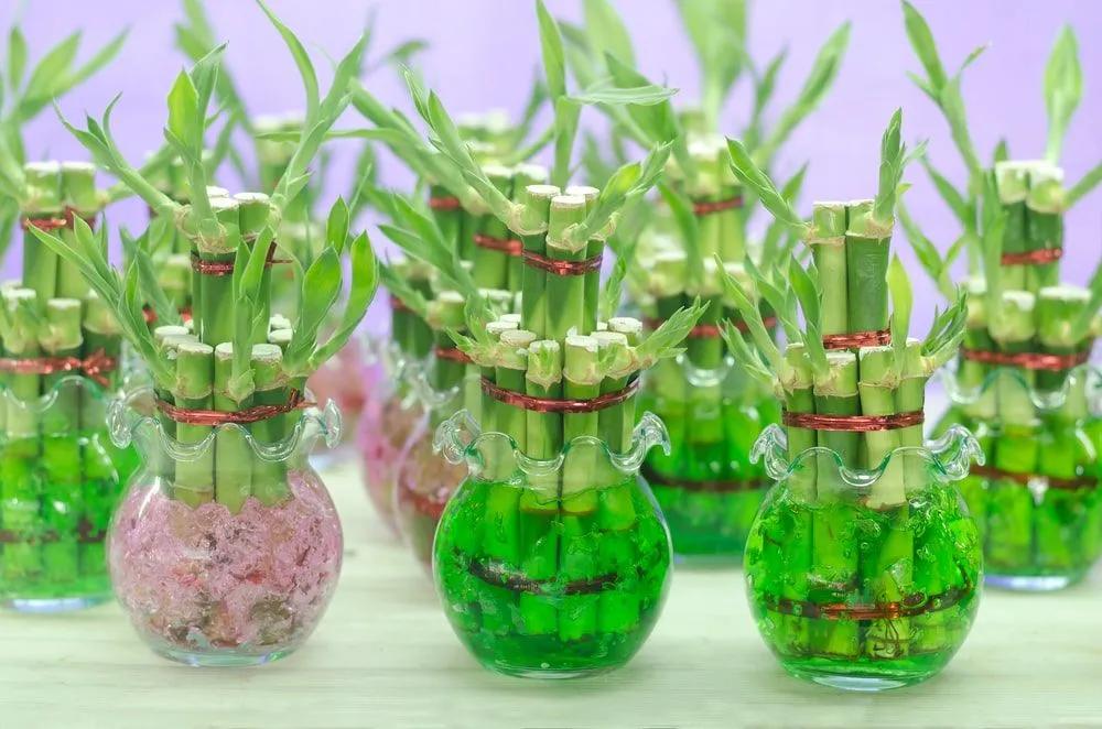 Lucky Bamboo Plants in Glass Pots