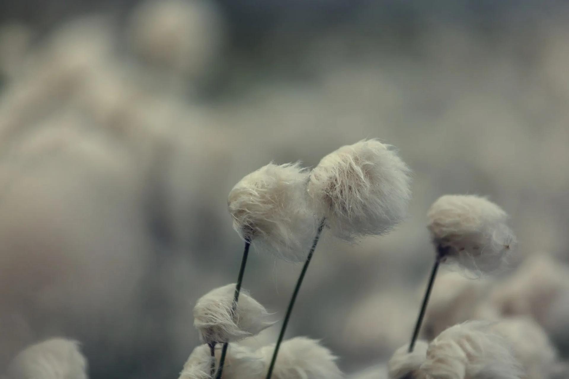 Tall Cottongrass in Tundra