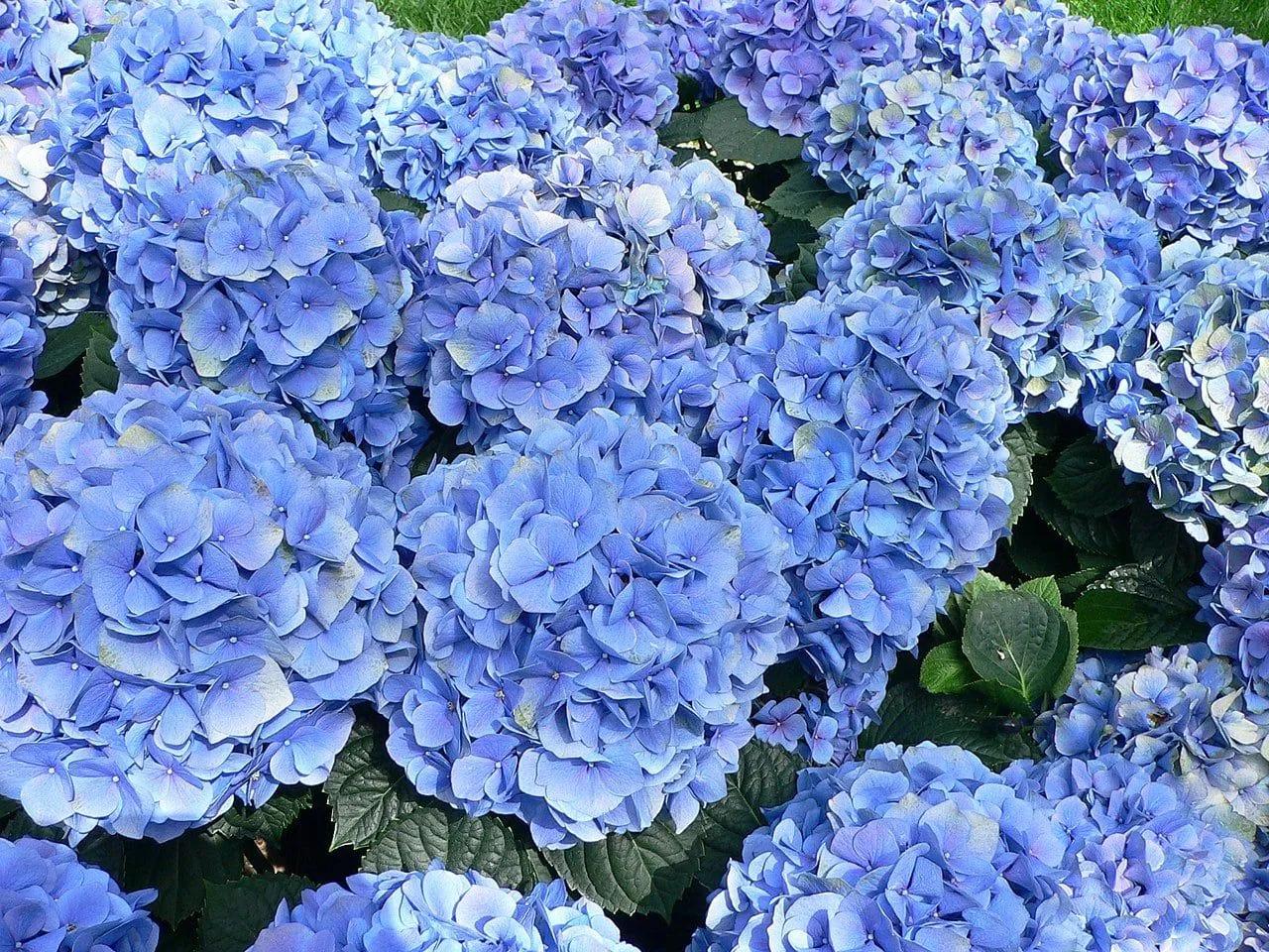 Blue Hydrangeas in the Flower Bed