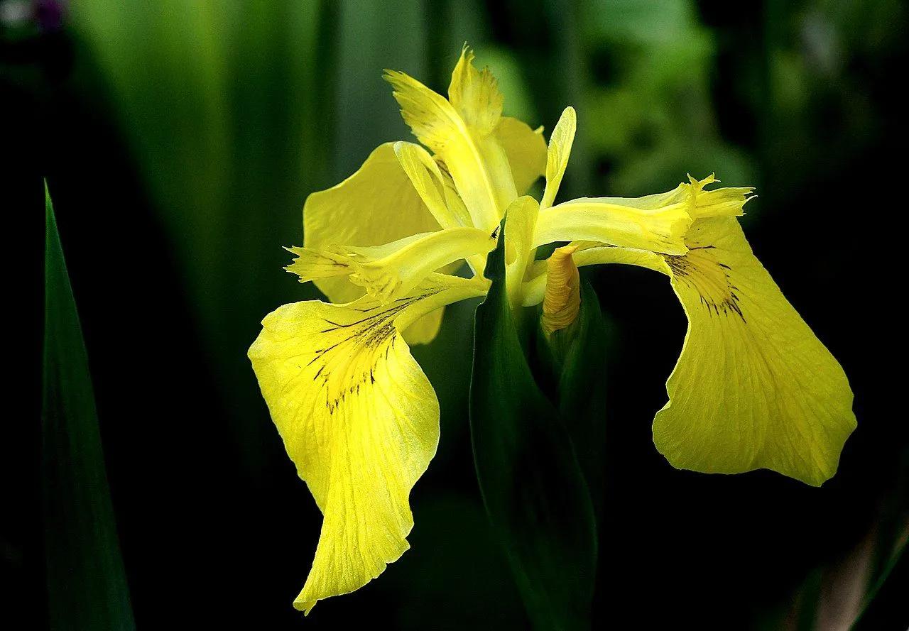 Yellow Iris in the Shade