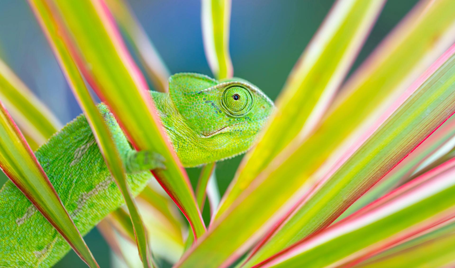 Chameleon sitting on Dracaena