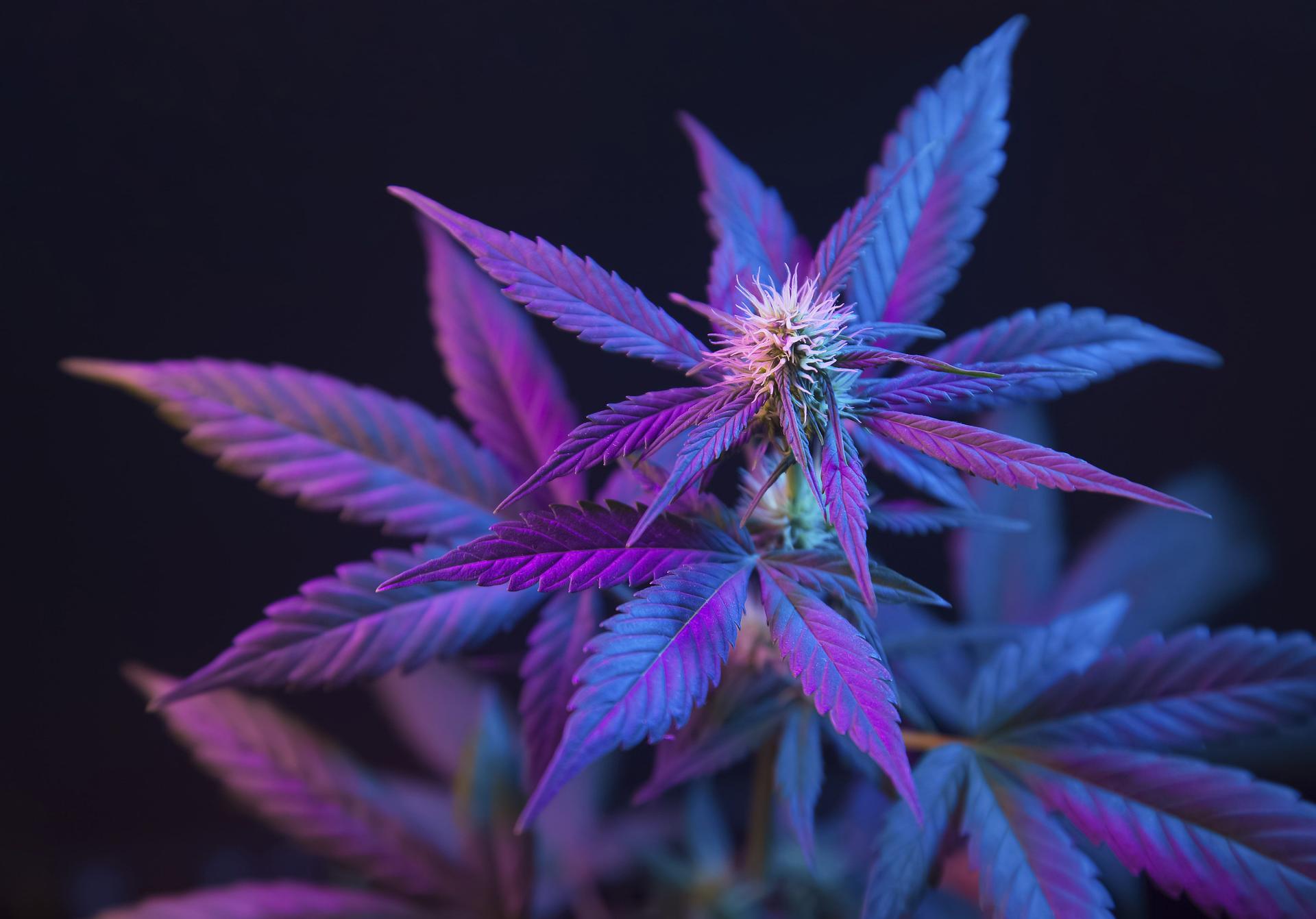 Purplish Cannabis Buds on a Plant
