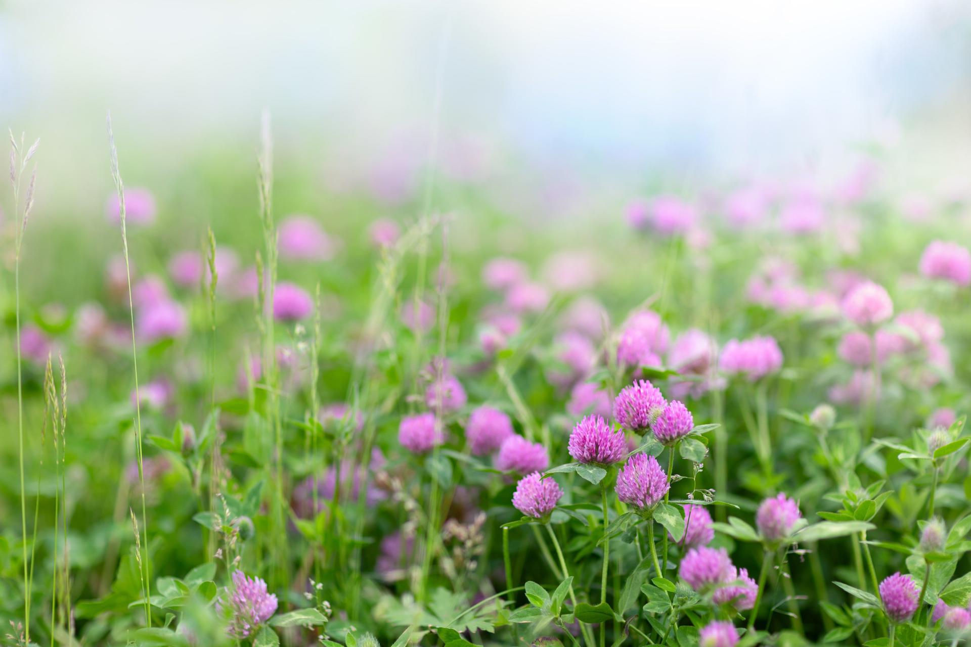 Growing Clover with Flowers