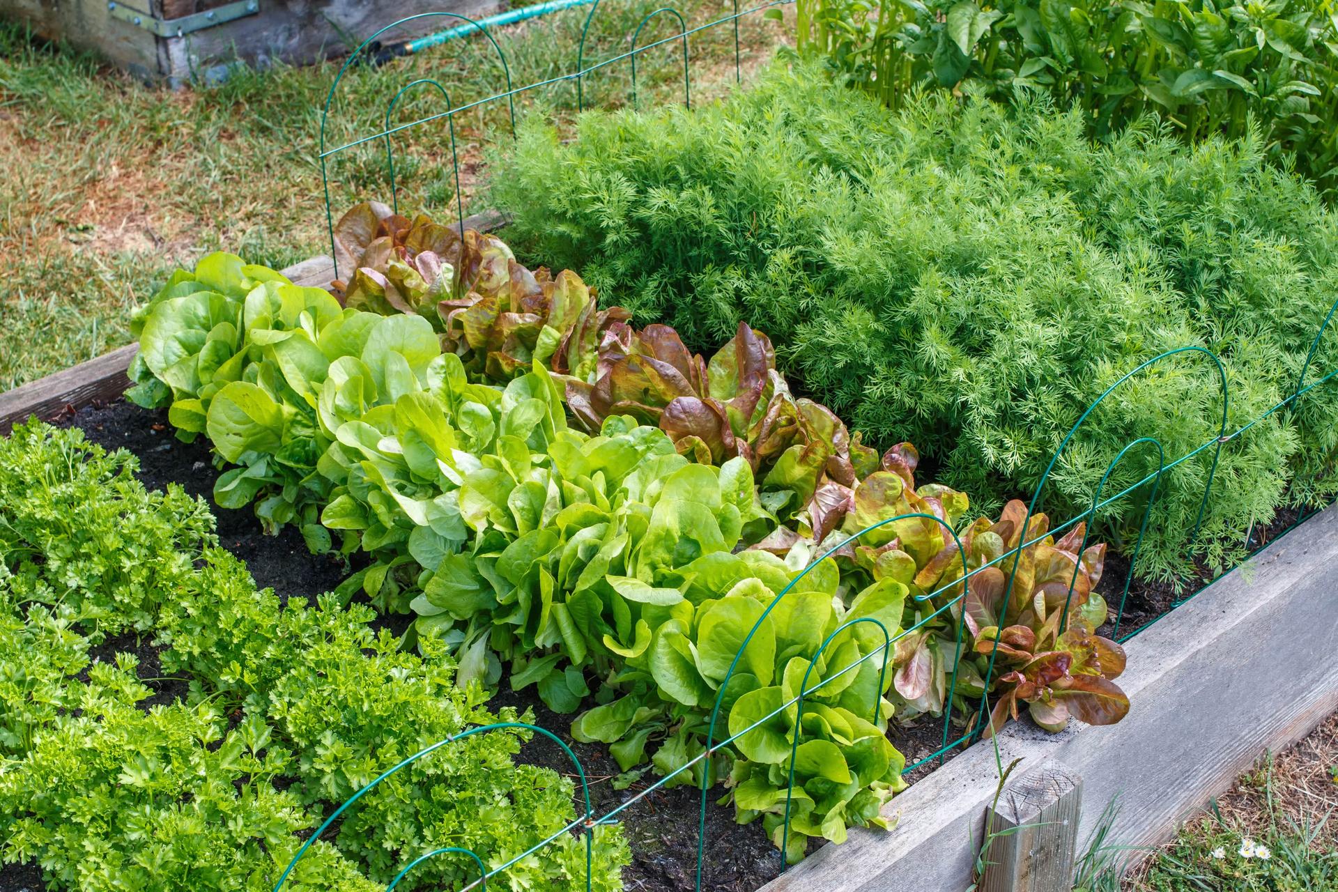 Lettuce in a Garden with Companion Plants
