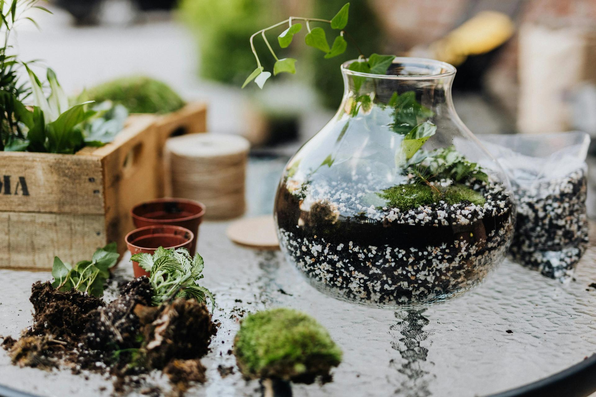 Plants in Glass Jars