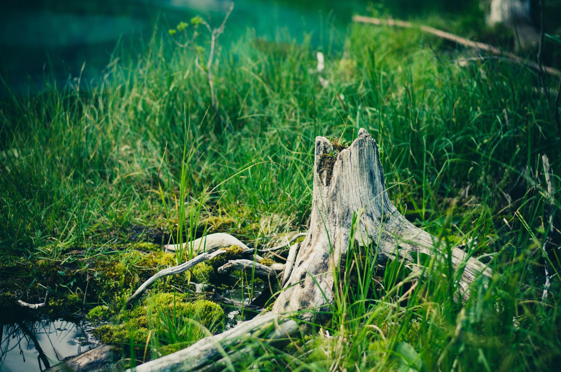 An Old Tree Stump in the Swamp