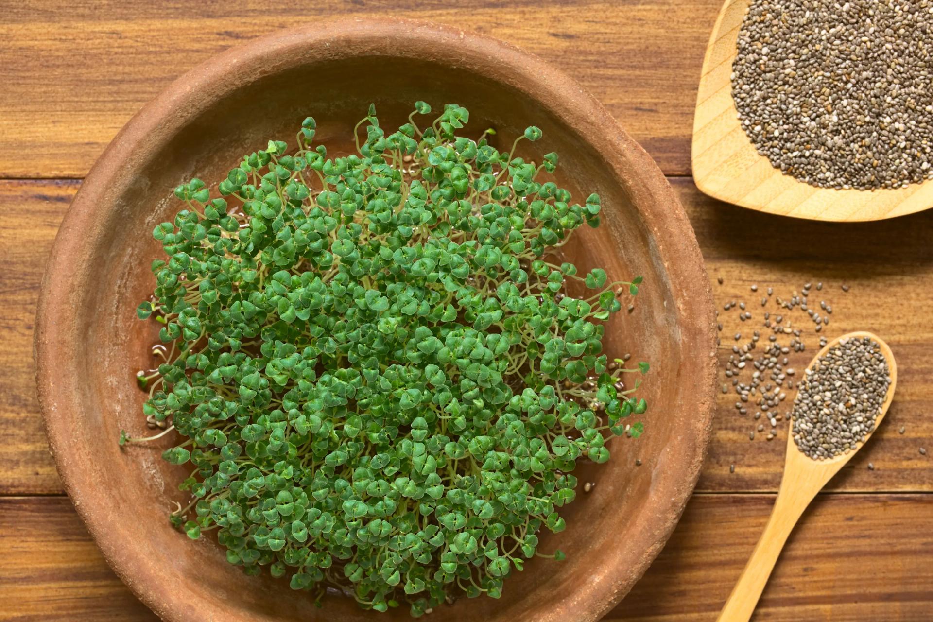Sprouting Chia Seeds