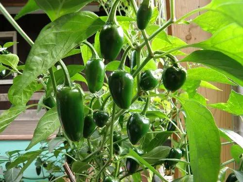 Chili Peppers 'Jalapeno'