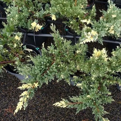 Juniperus Davurica Expansa Variegata