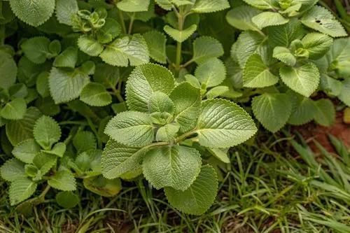 Mexican mint