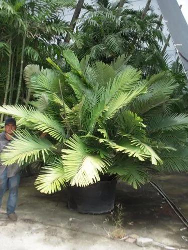 Formosan Sugar Palm