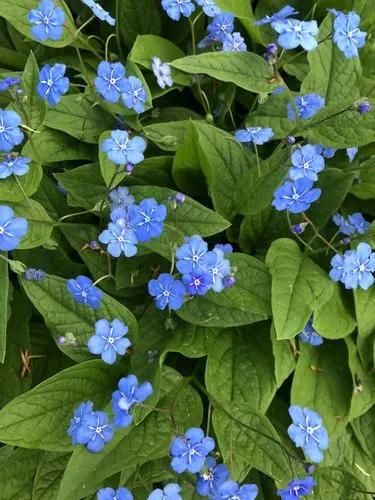 Creeping-forget-me-not